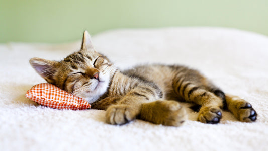 Sleep Better, Wake Up Refreshed: The Power of an Orthopedic Pillow